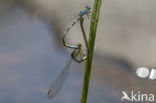 Zuidelijke waterjuffer (Coenagrion caerulescens)