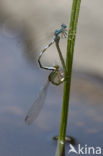 Zuidelijke waterjuffer (Coenagrion caerulescens)