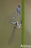 Zuidelijke waterjuffer (Coenagrion caerulescens)