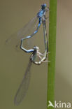 Zuidelijke waterjuffer (Coenagrion caerulescens)