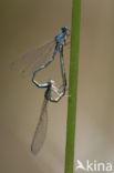 Zuidelijke waterjuffer (Coenagrion caerulescens)