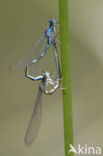 Southern Blue Damselfly (Coenagrion caerulescens)