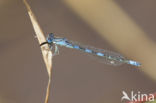 Southern Blue Damselfly (Coenagrion caerulescens)