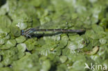 Zuidelijke waterjuffer (Coenagrion caerulescens)