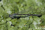 Southern Blue Damselfly (Coenagrion caerulescens)