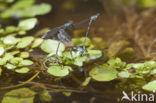 Zuidelijke waterjuffer (Coenagrion caerulescens)