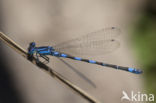 Southern Blue Damselfly (Coenagrion caerulescens)