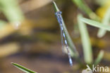 Zuidelijke waterjuffer (Coenagrion caerulescens)