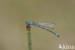 Southern Blue Damselfly (Coenagrion caerulescens)