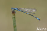 Southern Blue Damselfly (Coenagrion caerulescens)