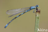 Zuidelijke waterjuffer (Coenagrion caerulescens)