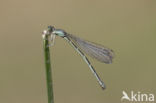 Southern Blue Damselfly (Coenagrion caerulescens)