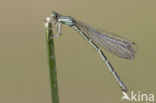 Southern Blue Damselfly (Coenagrion caerulescens)