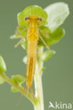 Zuidelijke waterjuffer (Coenagrion caerulescens)