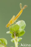 Zuidelijke waterjuffer (Coenagrion caerulescens)