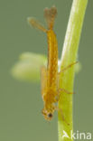 Southern Blue Damselfly (Coenagrion caerulescens)