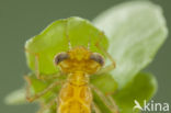 Zuidelijke waterjuffer (Coenagrion caerulescens)