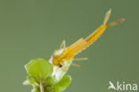 Southern Blue Damselfly (Coenagrion caerulescens)