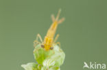 Southern Blue Damselfly (Coenagrion caerulescens)