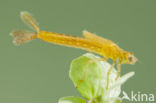 Zuidelijke waterjuffer (Coenagrion caerulescens)