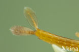 Southern Blue Damselfly (Coenagrion caerulescens)