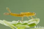 Southern Blue Damselfly (Coenagrion caerulescens)