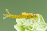 Zuidelijke waterjuffer (Coenagrion caerulescens)