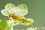 Zuidelijke waterjuffer (Coenagrion caerulescens)