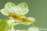 Southern Blue Damselfly (Coenagrion caerulescens)