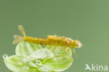 Southern Blue Damselfly (Coenagrion caerulescens)