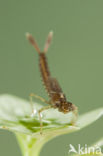 Zuidelijke waterjuffer (Coenagrion caerulescens)