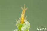 Zuidelijke waterjuffer (Coenagrion caerulescens)