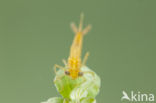 Southern Blue Damselfly (Coenagrion caerulescens)