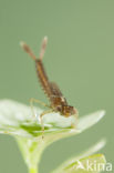 Zuidelijke waterjuffer (Coenagrion caerulescens)