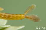 Southern Blue Damselfly (Coenagrion caerulescens)