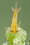 Zuidelijke waterjuffer (Coenagrion caerulescens)