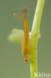 Zuidelijke waterjuffer (Coenagrion caerulescens)