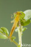 Zuidelijke waterjuffer (Coenagrion caerulescens)