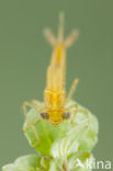 Zuidelijke waterjuffer (Coenagrion caerulescens)