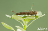 Zuidelijke waterjuffer (Coenagrion caerulescens)