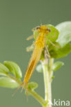 Zuidelijke waterjuffer (Coenagrion caerulescens)