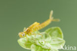 Zuidelijke waterjuffer (Coenagrion caerulescens)