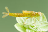 Southern Blue Damselfly (Coenagrion caerulescens)