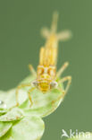 Zuidelijke waterjuffer (Coenagrion caerulescens)