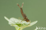 Zuidelijke waterjuffer (Coenagrion caerulescens)