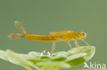 Southern Blue Damselfly (Coenagrion caerulescens)