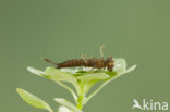 Zuidelijke waterjuffer (Coenagrion caerulescens)