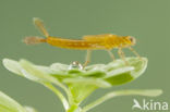 Zuidelijke waterjuffer (Coenagrion caerulescens)