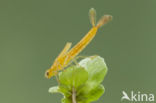 Southern Blue Damselfly (Coenagrion caerulescens)