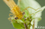 Zuidelijke waterjuffer (Coenagrion caerulescens)